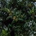 Olivovník európsky (Olea europaea) (-12°C) - výška 250-300 cm, obvod kmeňa 80/90 cm, kont. C300L – EXEMPLÁR